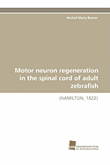 Motor Neuron Regeneration in the Spinal Cord of Adult Zebrafish