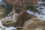 Mountain Lions: Postcard Book
