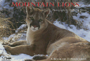 Mountain Lions: Postcard Book - Browntrout Publishers (Manufactured by)