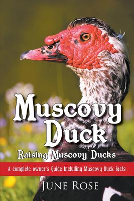 Muscovy Duck: Raising Muscovy Ducks - Rose, June