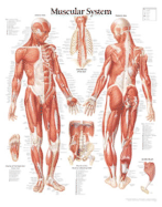Muscular System, Male