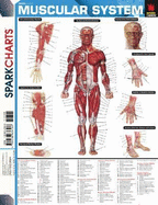 Muscular System (Sparkcharts) - Sparknotes Editors