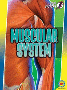 Muscular System