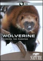 Nature: Wolverine - Chasing the Phantom