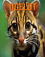 Ocelot: Des Informations et des Images Amusantes et Intressantes concernant les Ocelot