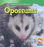 Opossums