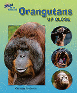 Orangutans Up Close