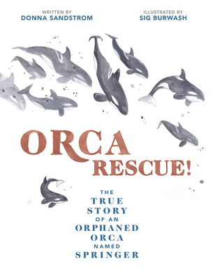 Orca Rescue!: The True Story of an Orphaned Orca Named Springer - Sandstrom, Donna