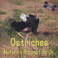 Ostriches