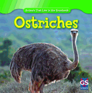 Ostriches