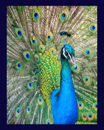Peacock Notebook: 'Peacock Notebook' with beautiful Peacock Feather designed cover 8' x 10' with 200 College Ruled line pages for note taking, composition, idea's, lists and study for school college or work.