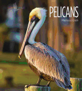 Pelicans