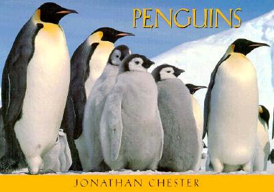 Penguins: A Postcard Book - Chester, Jonathan