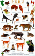 Peru Mammals Guide