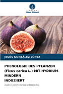 PHENOLOGIE DES PFLANZEN (Ficus carica L.) MIT HYDRIUM-MINDERN INDUZIIERT