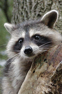 Raccoon Blank Journal