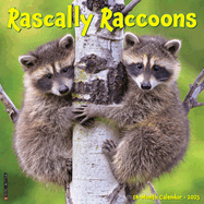 Rascally Raccoons 2026 12 X 12 Wall Calendar