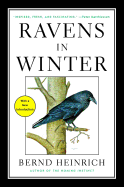 Ravens in Winter