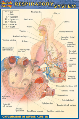 Respiratory System - Perez, Vincent