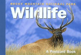 Rocky Mountain Trout Flies: A Postcard Book