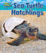 Sea Turtle Hatchlings