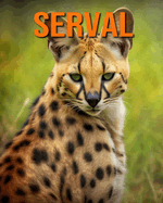 Serval: Datos e imgenes divertidas y fascinantes sobre los Serval