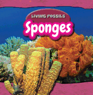 Sponges