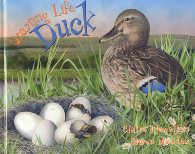 Starting Life: Duck - Llewellyn, Claire