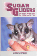 Sugar Glider as Your New Pet