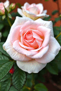 The Beginner's Guide to Roses: Planting, Pruning, and Propagation