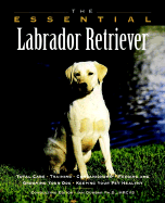 The Essential Labrador Retriever