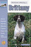 The Guide to Owning a Brittany