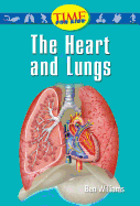 The Heart and Lungs