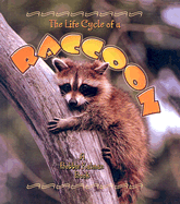 The Life Cycle of a Raccoon