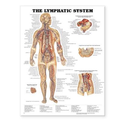 The Lymphatic System - Anatomical Chart Company (Prepared for publication by), and 8937pl1 5