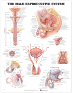 The Male Reproductive System