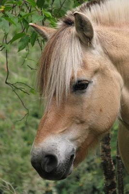 The Norwegian Fjord Horse Journal: 150 page lined notebook/diary - Breeds, Horse