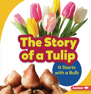 The Story of a Tulip: It Starts with a Bulb