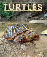 Turtles