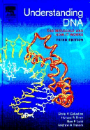 Understanding DNA: The Molecule and How It Works