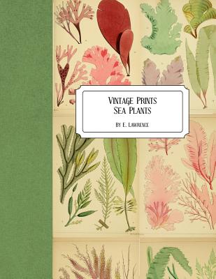 Vintage Prints: Sea Plants - Lawrence, E