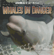 Whales in Danger