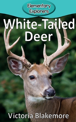 White-Tailed Deer - Blakemore, Victoria