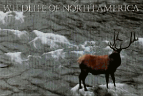 Wildlife of North America - Lewis, Thomas A