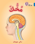 Your Brain: Level 16