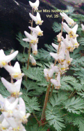 Your Mini Notebook! Vol. 15: Dutchman's Breeches! a Pretty Pair of Pantaloons Hanging on a Clothesline..