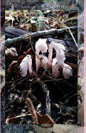 Your Notebook! Indian Pipes